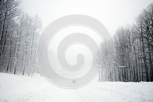 Road and trees in blizzard