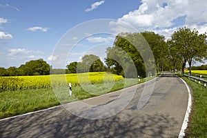 Road with trees and a blossoming, yellow colza field