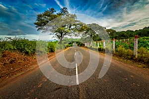 Road with trees at both side- Coimbatore Tamil Nadu India