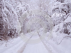 A road with trees on both sides and completely covered with snow. A snowy winter photo