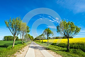 Road with trees on a canola field