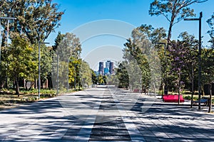 Road with trees eading to skyscrapers on a sunny day