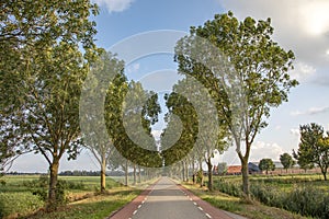 Road with trees on either side in Holland countryside with red cycle path perspective