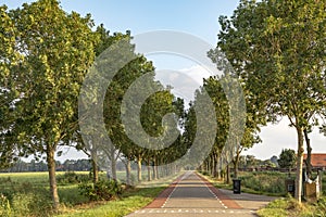 Road with trees on either side in Holland with red cycle path on both sides and a garbage container, perspective