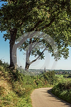 Road with trees in lush hilly countryside.