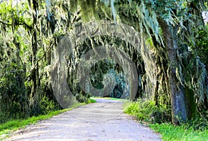 Road with trees overhanging with spanish moss in Southern USA.