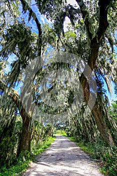 Road with trees overhanging with spanish moss in Southern USA