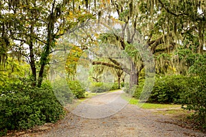 Road with trees overhanging with spanish moss in Southern USA