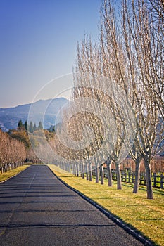 Road With Trees, Wine Country California