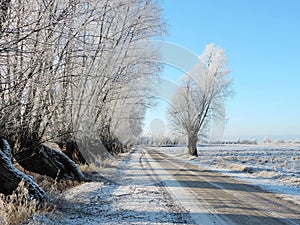 Road and trees in winter frost