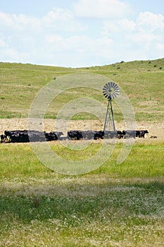 Road Trip across the Nebraska Sandhills cattle country
