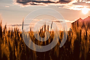 Road trip in central Alberta, Canada: wheat field cat sunset; golden light