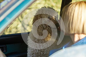 Road trip with a dog. A woman is driving a car and a large dog, a royal poodle, is in the passenger seat