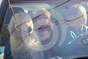 Road trip with a dog. A woman is driving a car and a large dog, a royal poodle, is in the passenger seat. View from behind the