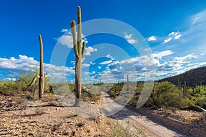 Road trip in Saguaro National Park