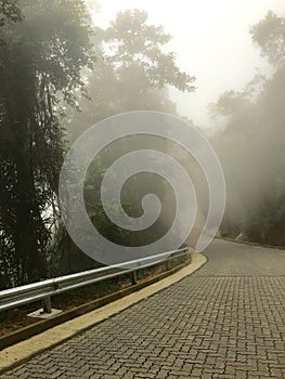 Road through tropical forest