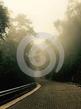 Road through tropical forest