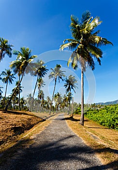 The road in tropics, palm trees