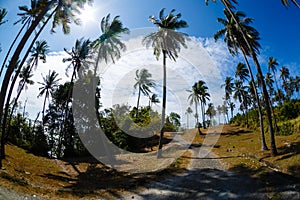 The road in tropics, palm trees