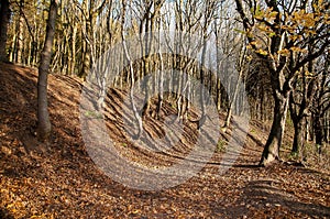 Road trough forest