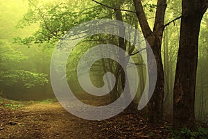 Road trough a green foggy forest