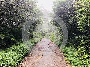 Road trough misty firest