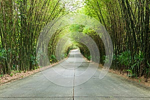 road through tunnel of bamboo