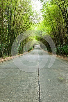 road through tunnel of bamboo