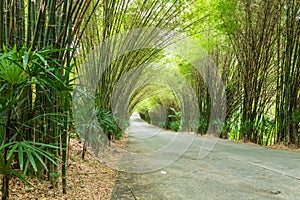 road through tunnel of bamboo