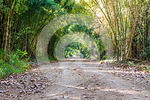 Road through tunnel of bamboo tree forest