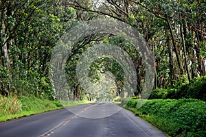 Road through tunnel of trees