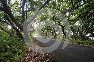 Road through tunnel of trees. Puna, south coast, Big Island, Hawaii