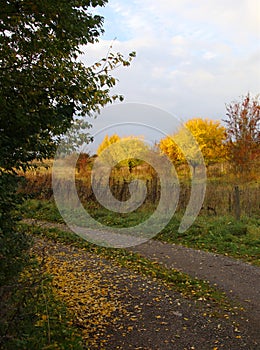 Road turning with deciduous leaves photo