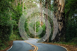 Road twists back and forth between dense huge trees with peeling bark