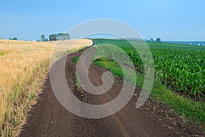 Road between two fields photo