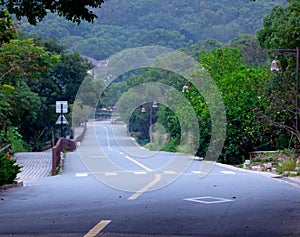 A road through two rows of trees