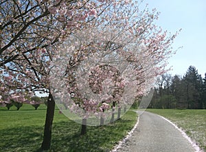 Road under beautiful blooming fruit tree grown in park near Prague in spring