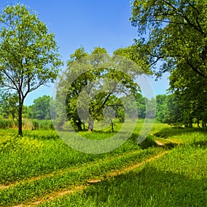 Road under green trees