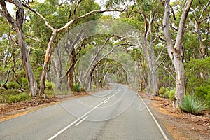 Road under gum trees South Australia