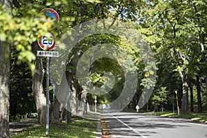 road under the trees in Hokkaido University