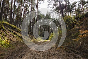 Road up the hill in the pine forest in south east Poland