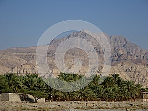Road view of Date Palms Oasis in the Desert - Ras Al Khaimah, United Arab Emirates
