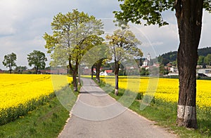 Road with village , lime trees and rapeseed field