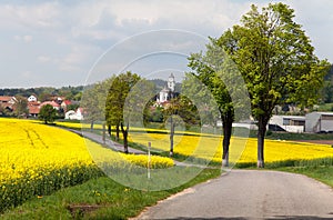 Road with village , lime trees and rapeseed field