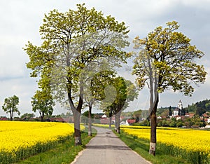 Road with village , lime trees and rapeseed field