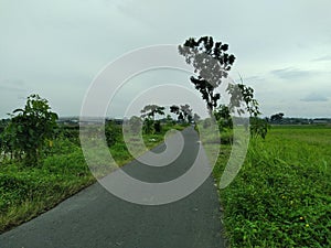 road in the village  rice fields paddy corn