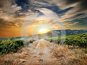 Road through a vineyard