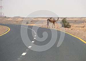 The road between Wadi Halfa and Khartoum. photo
