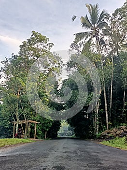 The road that was applyed by two lush trees in the Belimbing Village of Pupuan Tabanan Bali
