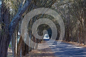 A road in western Australia that has an arch of trees